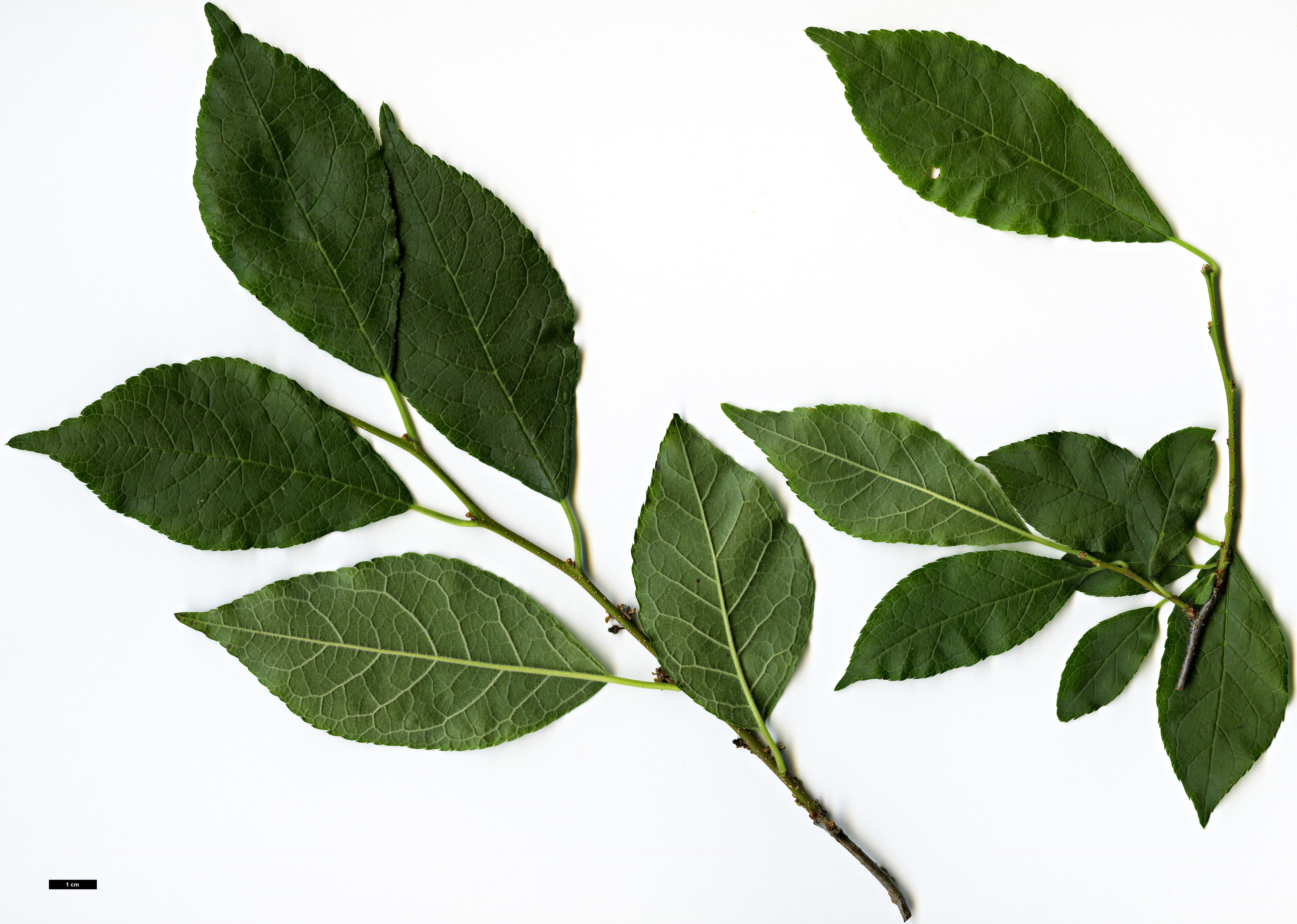 High resolution image: Family: Aquifoliaceae - Genus: Ilex - Taxon: montana